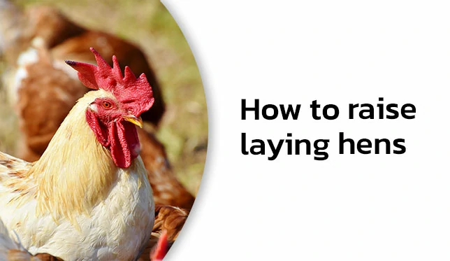 How to raise chickens for eggs