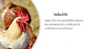 การเลี้ยงไก่ไข่