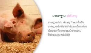 มาตราฐานฟาร์มเลี้ยงหมู