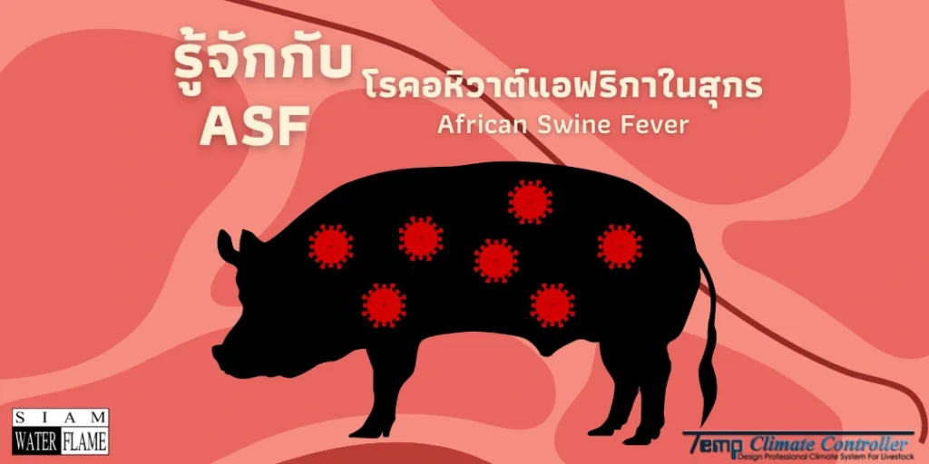 ASF ในหมู.