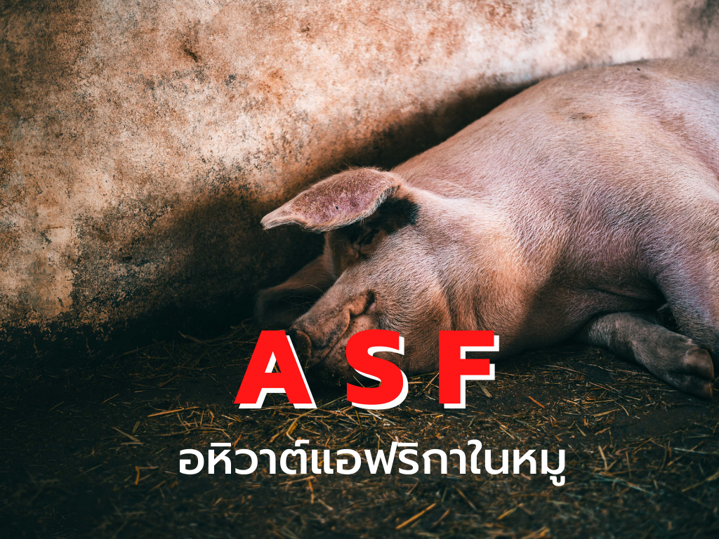 โรค ASF อหิวาต์แอฟริกาในหมู Siam Water Flame
