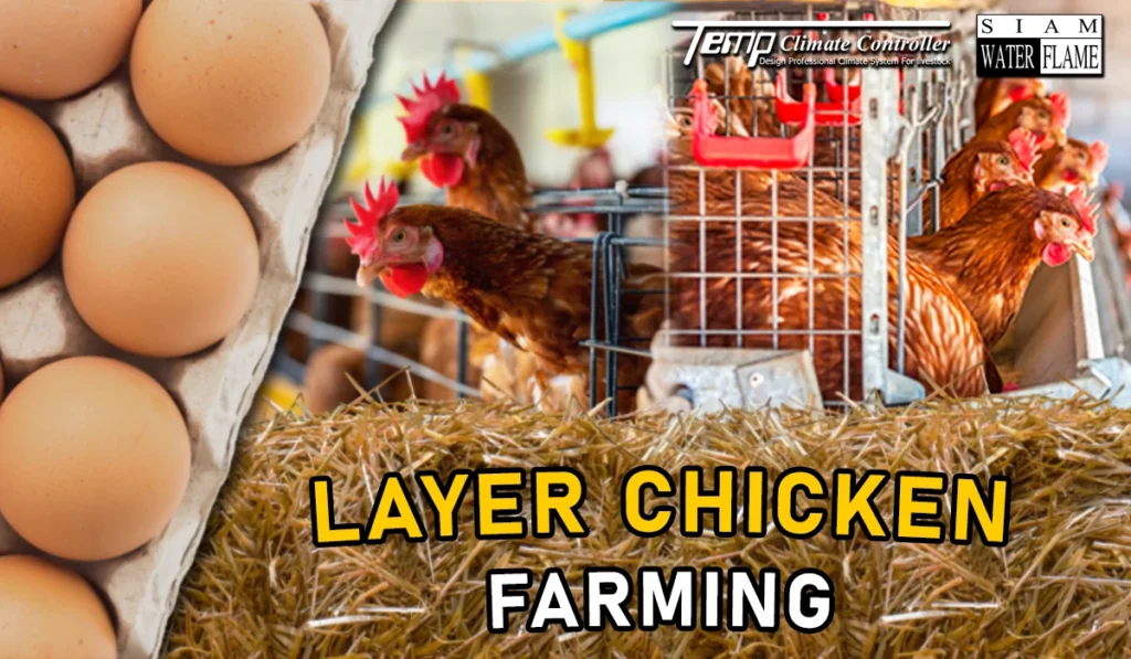 Layer chicken Farming