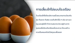การเลี้ยงไก่ไข่ในโรงเรือน(1)