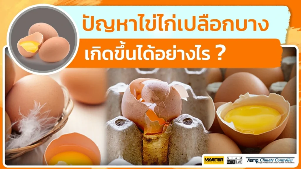 ปัญหาไข่ไก่เปลือกบาง