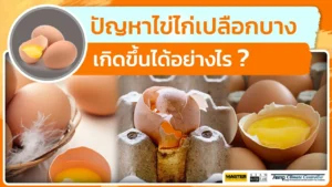 ปัญหาไข่ไก่เปลือกบาง