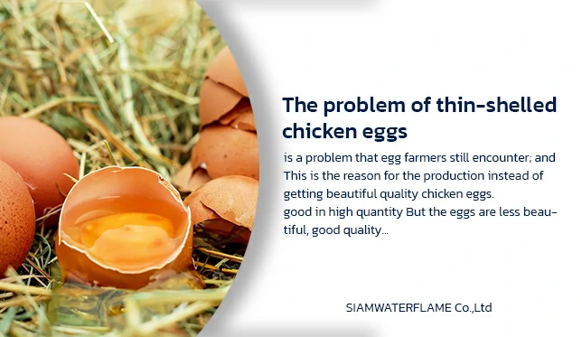 The problem of thin-shelled chicken eggs