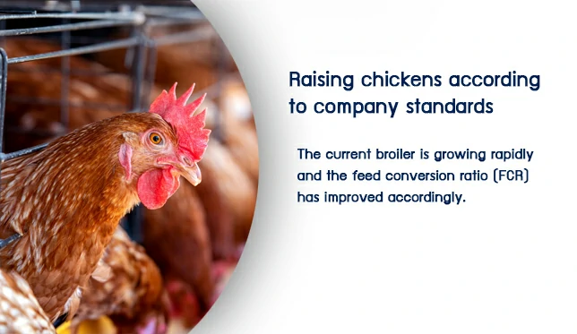 Raising chickens according to company standards