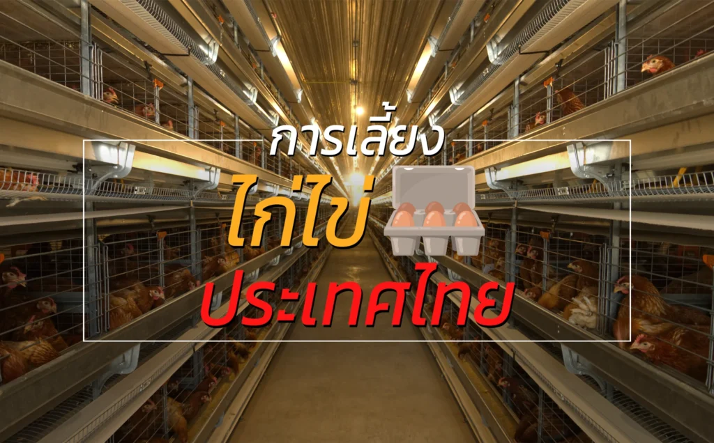 การเลี้ยงไข่ไก่ ประเทศไทย