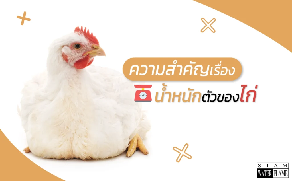 ความสพคัญเรื่องนํ้าหนักตัวของไก่