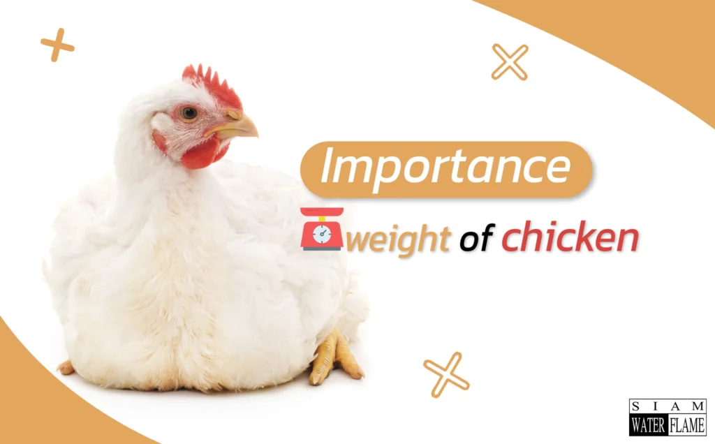 The importance of the body weight of chickens