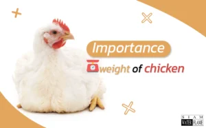 The importance of the body weight of chickens