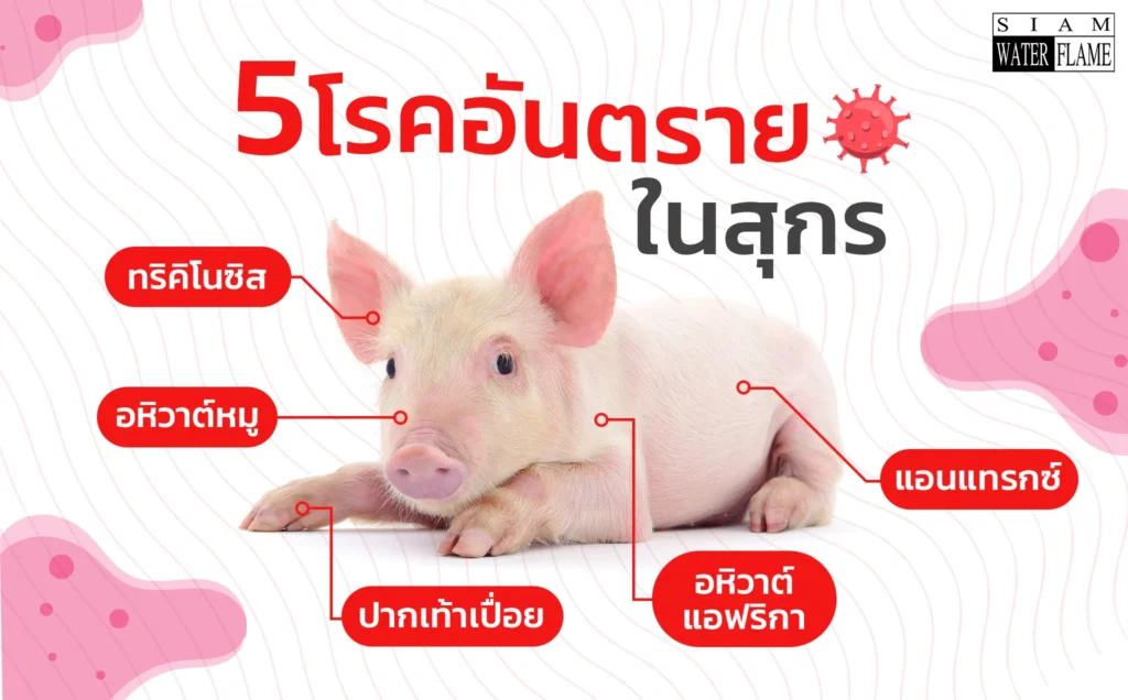 โรคในสุกร โรคในหมู โรคสุกร