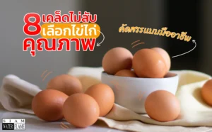 8เคล็ดไม่ลับเลือกไข่ไก่คุณภาพ