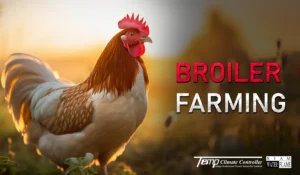 Broiler Farming