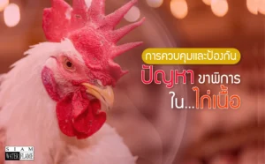 การควบคุมขาพิการในไก่เนื้อ