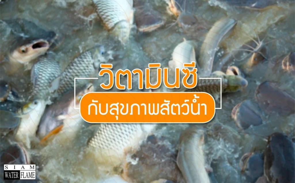 วิตามินซีกับสุขภาพสัตว์นํ้า