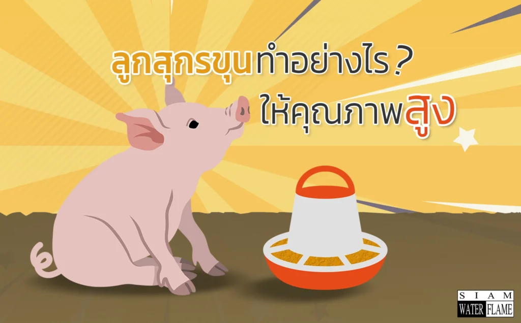 สุกรขุนทำอย่างไรให้คุณภาพสูง