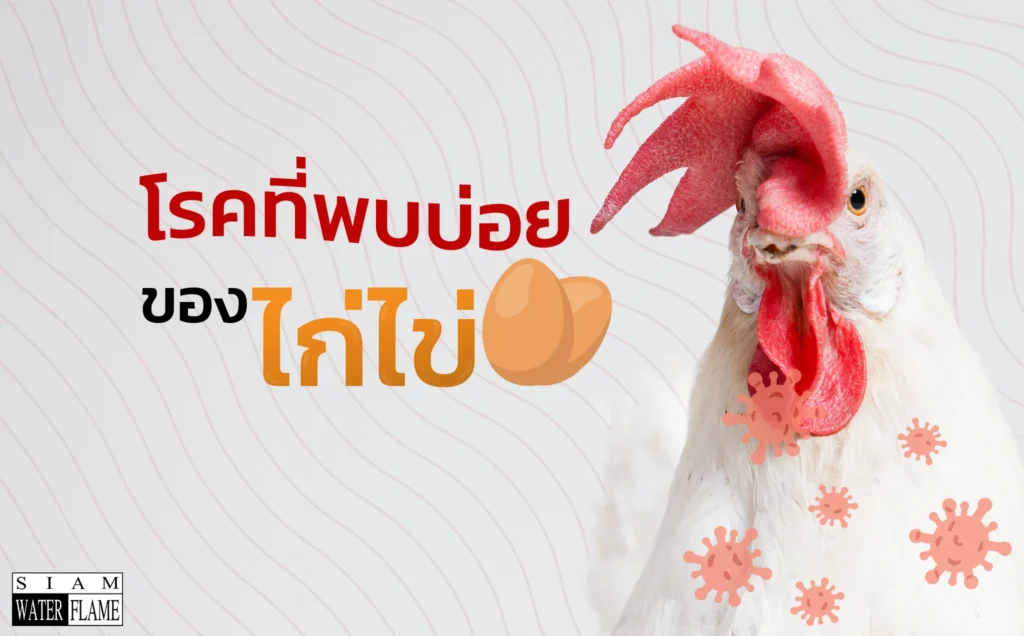 โรคที่พบบ่อยของไก่ไข่