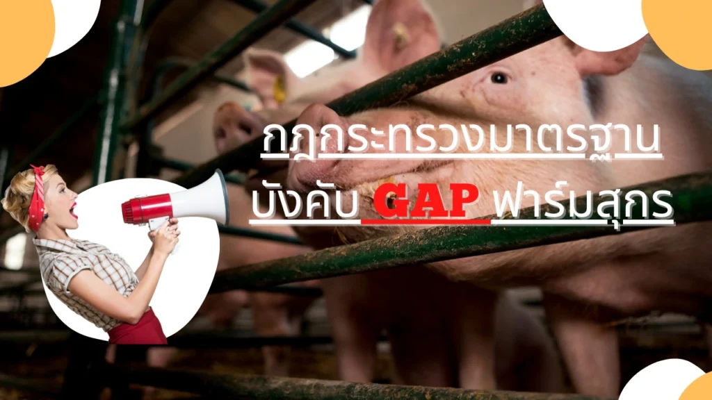 บังคับ GAP ฟาร์มสุกร