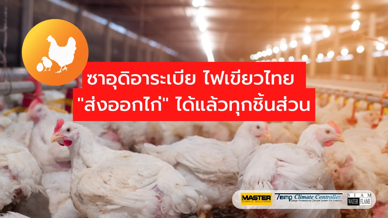 ซาอุดิอาระเบีย ไฟเขียวไทย  ส่งออกไก่  ได้แล้วทุกชิ้นส่วน