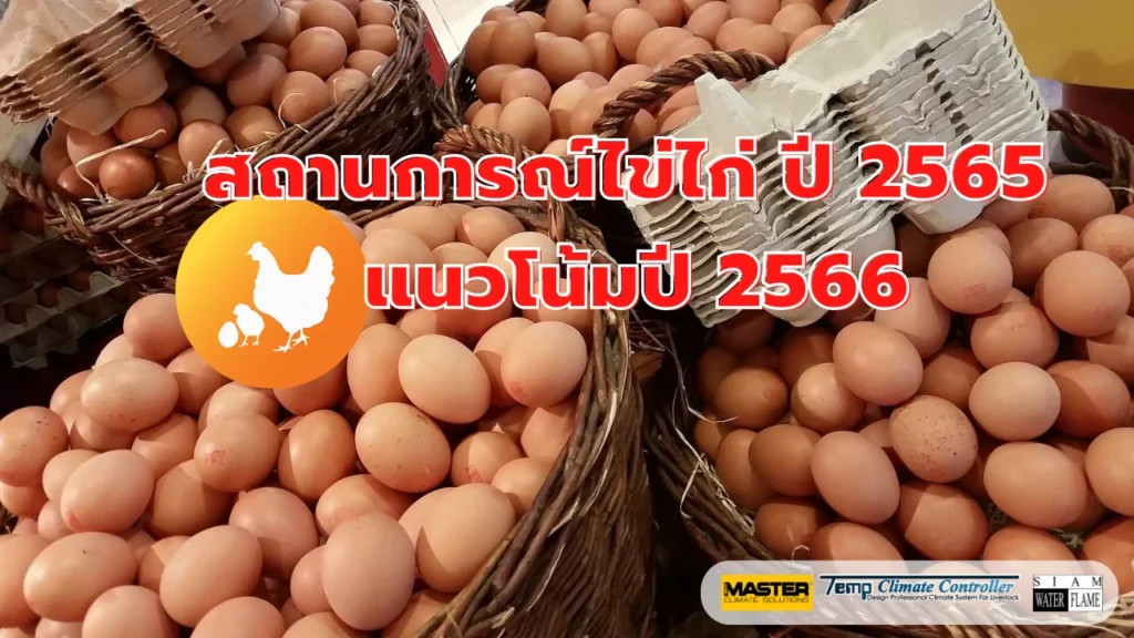 สถานการณ์ไข่ไก่ ปี 2565 และแนวโน้มปี 2566