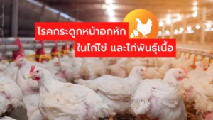 กระดูกหัก ในไก่ไข่ และไก่พันธุ์เนื้อ