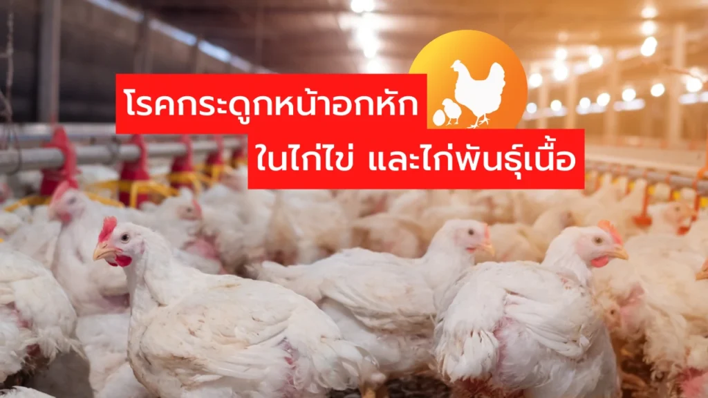 โรคกระดูกอกหัก ในไก่ไข่ และไก่พันธุ์เนื้อ