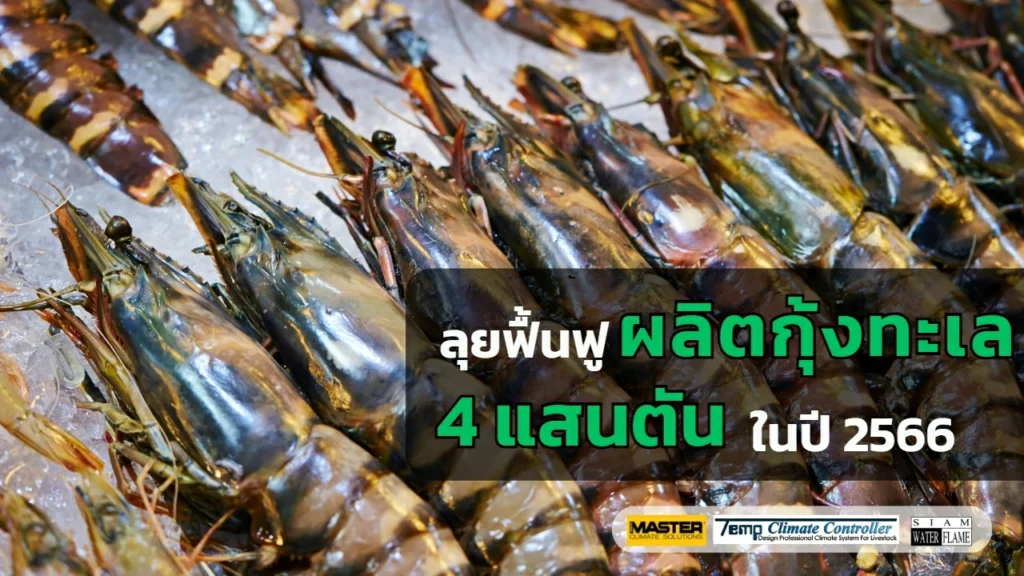 ผลิตกุ้งทะเล