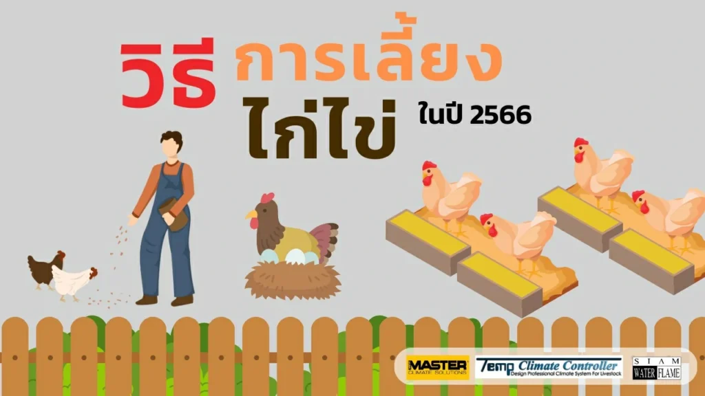 วิธีการเลี้ยงไก่ไข่ ปี 2566