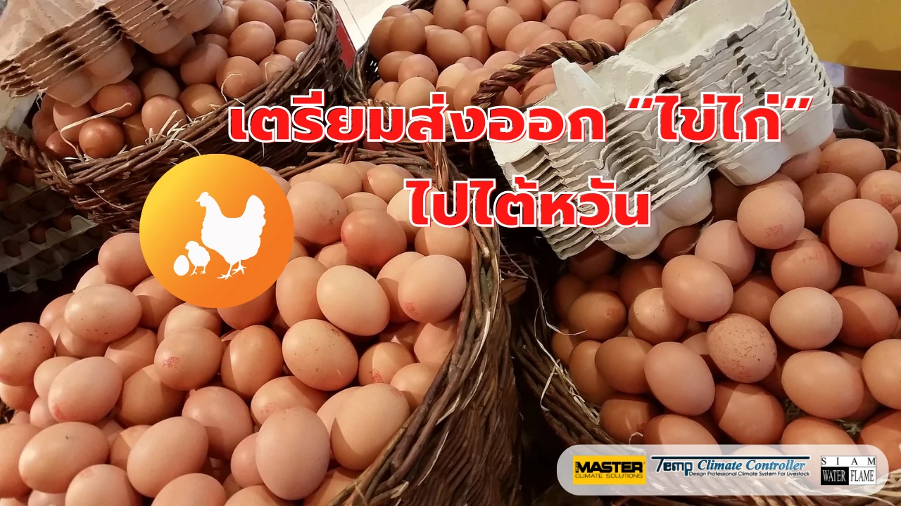 Preparing to export “chicken eggs” to Taiwan