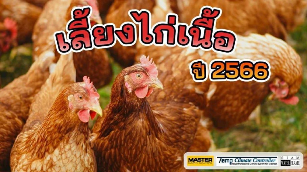 คาดการ เลี้ยงไก่เนื้อปี 66