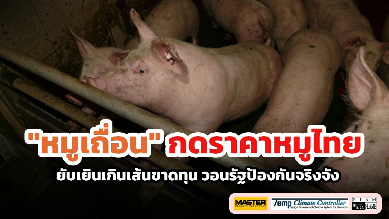 Barbaric pork, press the price of Thai pork