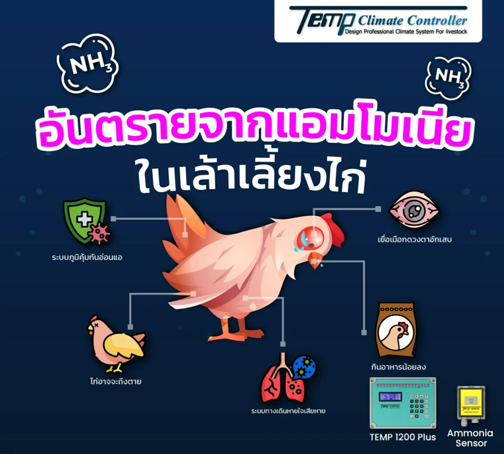 แอมโมเนียส่งผลกระทบต่อสัตว์ปีกอย่างไร