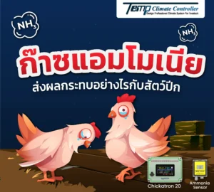 แอมโมเนียส่งผลกระทบต่อสัตว์ปีกอย่างไร