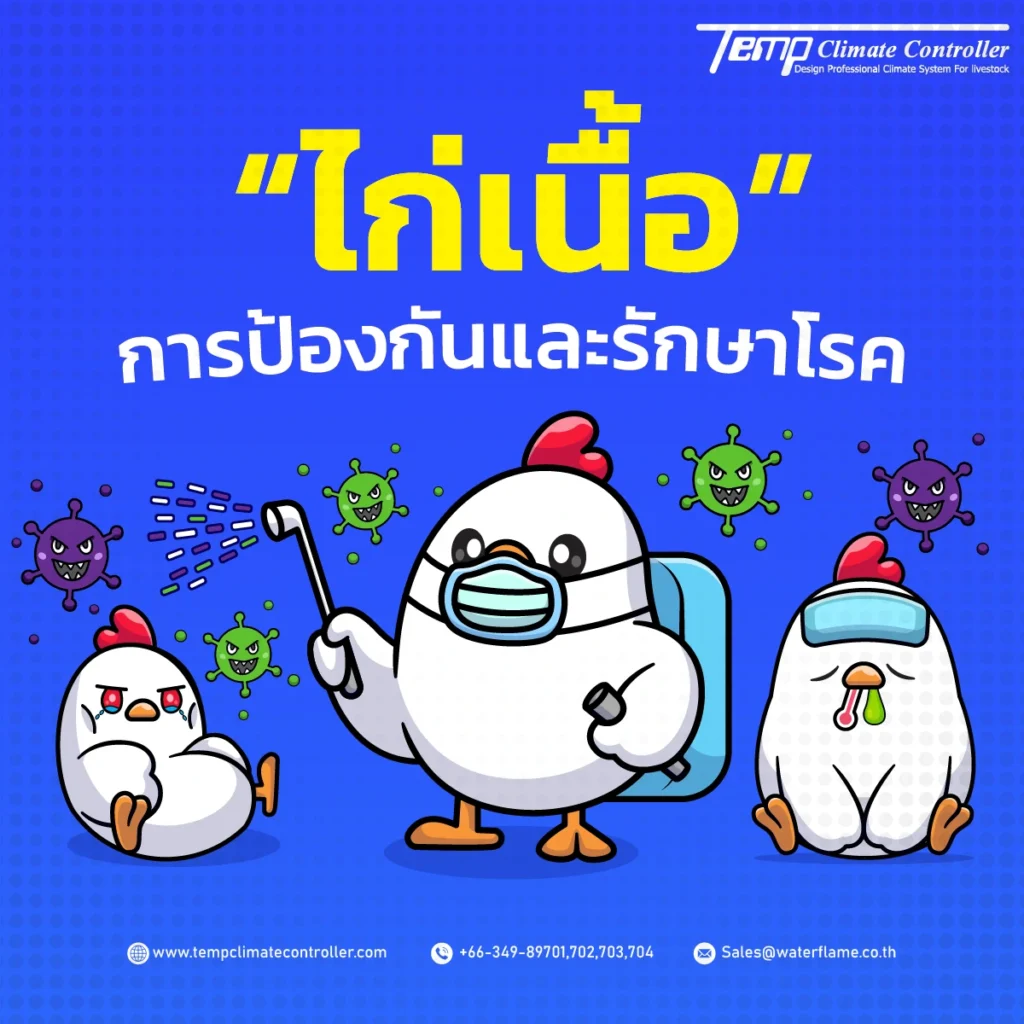 การป้องกันและรักษาโรค ไก่เนื้อ